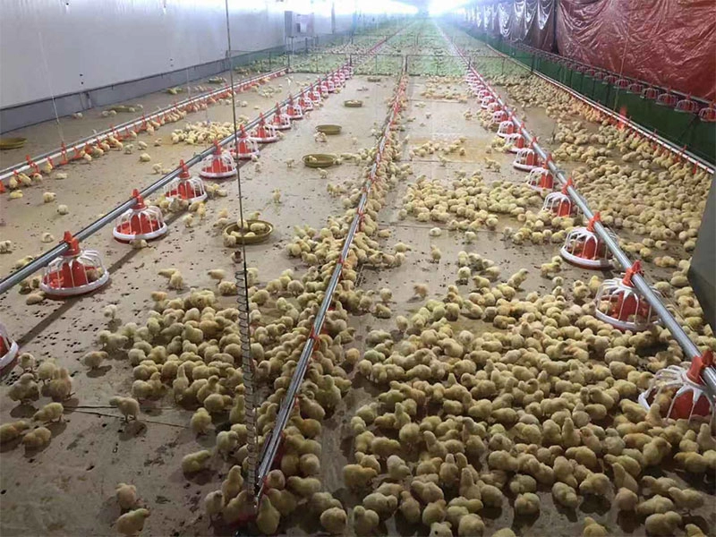 Σπίτι εκτροφής πουλερικών κοτόπουλου με στρώματα αυγών