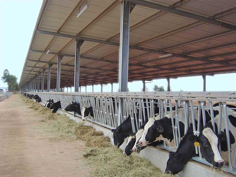 Φάρμα αγελάδων από χάλυβα