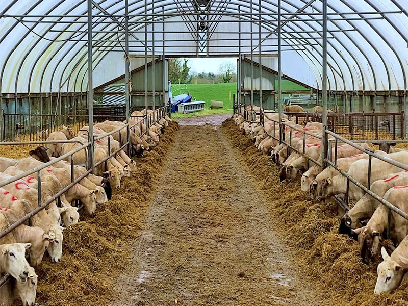 Φτηνό ελαφρύ χάλυβα κτηνοτροφικό καταφύγιο βοοειδών εκτροφής αιγών υπόστεγο εκτροφής